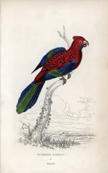 オオハナインコ（Psittacus gloriosus）。プラティセラス・エレガンス。ジョン・オーデュボンのデッサンに基づくジョセフ・キッドのリトグラフ：1833年にスコットランドのエディンバラで出版された『オウム、トーマス・ディク・ローダー卿とトーマス・ブラウン大尉』。