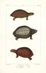 斑脚亀、Rhinoclemmys punctularia 1、インドヒラタガメ、Lyssemys punctata 2、北アフリカヘルメットガメ、Pelomedusa subrufa olivacea。ベルンのジャン＝ガブリエル・プレトルによるイラストをもとにしたダヴィッドによる手彩色銅版画。
