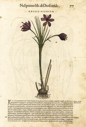 春のクロッカス。ピエトロ・アンドレア・マッティオーリの「Discorsi di P.A. Matthioli ne i sei libri della Materia Medicinale di Pedacio Dioscorid」に掲載されたジョルジョ・リベラーレの挿絵をもとに、ヴォルフガング・マイヤーピックが手彩色した木版画。