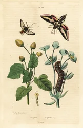 スパージ・ホーク・モス（Hyles euphorbiae）とイモムシ1、スズメバチ・モス（Sesia apiformis）2、歯痛植物（Spilanthes species）。