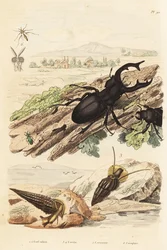 クワガタムシ、Lucanus cervus 1、Cerithium sulcatumとRhinoclavis asperaの軟体動物 3,4、Cerocoma elateroides 5、Keroplatus tipuloidesのスズメバチ 6