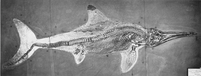 Stenopterygius megacephalus (The Oxford Ichthyosaur) が Nr.ドイツ、シュトゥットガルト、上部リアス期