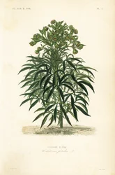 Stinking hellebore, Helleborus foetidus, Ellebore fetide