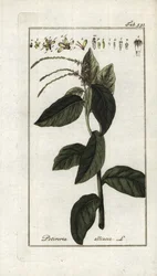 臭いバーベナまたはガーリック・リアナ（Petiveria alliacea）。ヨハネス・ゾーン（1739-1799）作 "Afbeelding der Artseny-Gewassen "よりリトグラフ、オランダ。