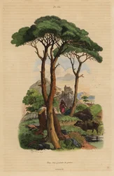 石松、Pinus pinea、Pin