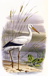 コウノトリ 1850年頃（リトグラフ）
