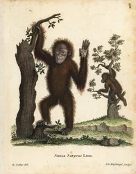 スマトラオランウータン、ポンゴ・アベリイ。絶滅の危機に瀕している。Johann Christian Daniel Schreber