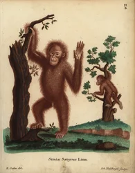 スマトラオランウータン、ポンゴ・アベリイ。絶滅の危機に瀕している。Simia satyrus Linn.Johann Christian Daniel Schreber