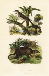 サンバードとミーアキャット、1834-1839 (彫刻)