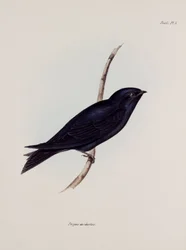 ツバメ（マーチン）、南米、1832-1836年頃