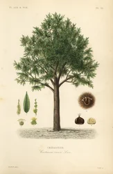 甘栗、Castanea sativa、Castanea vesca、Chataignier