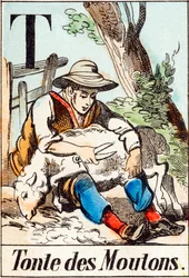 T Tonte des moutons - "Alphabet of the farm" 19世紀末 (エングレーヴィング)