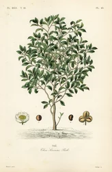 茶の木や茶の木、Camellia sinensis、Thea sinensis、は