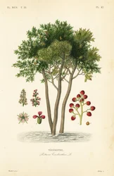 Terebinth or turpentine tree, Pistacia terebinthus, Terebinthe
