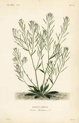 Thale cress, mouse-ear cress or arabidopsis, Arabidopsis thaliana, Arabis thaliana, Arabette rameuse