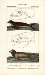 海熊または北オットセイ（arctocephale）とアシカまたはトド（platyrhynque） - ジャン・ガブリエル・プレートル（1780-1845）作、カルノンケル版、フレデリック・キュヴィエ著、ピエール・ジャン・フレ編『自然科学辞典：哺乳類』所収。