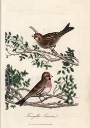 サイゼリンまたは小型のリノット。George Gravesによる銅版画（『British Ornithology』所収）。