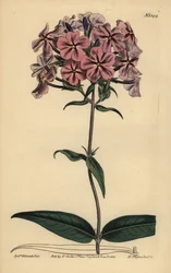 シックリーフ・フロックス、フロックス・カロリナ（Rough-stemmed lychnidea