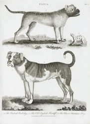 犬の3つのタイプ