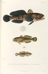 3種のハゼ、黒海