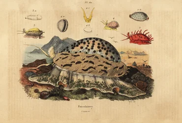 タイガーカウリー、Cypraea tigris 1、しわくちゃのカウリー、Nucleolaria nucleus 2、マネーカウリー、Monetaria moneta 3、Ellatrivia merces 4、Porcelaines