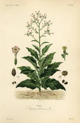 タバコ植物、Nicotiana tabacum、Tabac