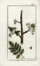 トメントースまたはタカマクガム（Elaphrium tomentosum）。ヨハネス・ゾーン（1739-1799）作 "Afbeelding der Artseny-Gewassen "のリトグラフ（オランダ）。