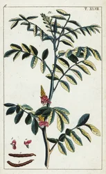 真藍、Indigofera tinctoria。