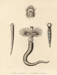 チューブワーム、Serpula vermicularis（Serpula contortuplicata）とファンワーム、Amphictene auricoma（Amphitrite auricoma）。ゲオルク・フリードリッヒ・トライチケの自然史ギャラリー『Naturhistoris』所蔵のゼーナーの図版をもとにゲブハルトが手彩色したリトグラフ。