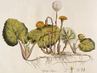 Tussilago fara/Tussilage no donkey