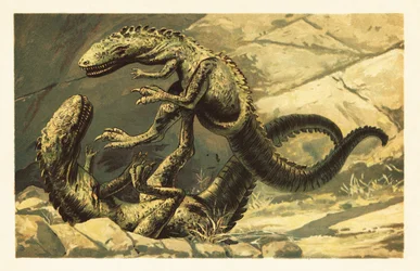2 つの戦う Dryptosaurus aquilunguis.1908 (リトグラフ)