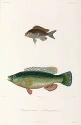 2 種類の魚、黒海