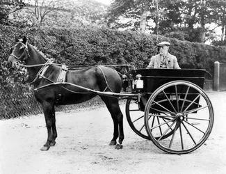 イギリス : A Horse and Trap. c1905