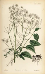 直立した処女の東屋、クレマチス・レクタ（Clematis erecta）。ヘンリー・サワービーによる手彩色リトグラフ、エドワード・ハミルトン著『Flora Homeopathica』より。