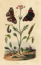 セイヨウカノコソウ、Valeriana officinalis 1、クジャクチョウ、Aglais io 2、アカタテハ、Vanessa atalanta 3