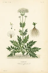バレリアン、Valeriana officinalis、バレリアンヌ