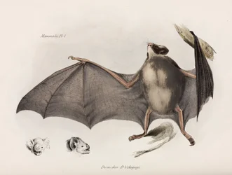 吸血コウモリ、南アメリカ、c 1832-1836