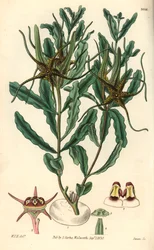 ブラキステルマ（Brachystelma crispum）による変種 - ウィリアム・カーティスの植物誌のためのウィリアム・ジャクソン・フーパー（William Jackson Hooper, 1785-1865）のイラスト、スワン（Swan）のエングレーヴィング。