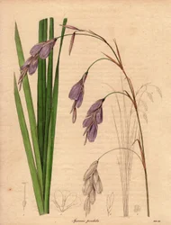 南アフリカ原産のアイリス（Sparaxis pendula）の変種で、薄紫色の垂れ下がった花を咲かせる。R.ミルズ（1836～1842年活躍）による挿絵。ベンジャミン・モーンドの「The Botanist」シリーズ全5巻（1836～1842年刊行）に掲載。