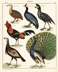 鳥の品種。 1841年（リトグラフ）