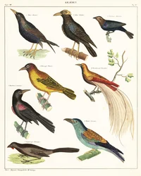 エキゾチックな鳥の品種。 1841年（リトグラフ）