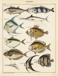 魚の品種、1841年（リトグラフ）