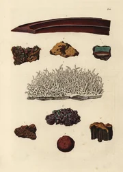鉄鉱石の品種。ゲオルク・ヴォルフガング・クノール著『Deliciae Naturae Selectae of Kabinet van Zeldzaamheden der Natuur』（Blusse and Son, Nuremberg）の図版をもとにした手彩色銅版画。