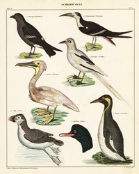 海鳥の品種。 1841年（リトグラフ）