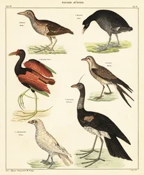 さまざまな水鳥。 1841年（リトグラフ）