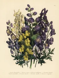 様々な葉を持つトリカブト、Aconitum heterophyllum、黄色いトリカブト、A. anthora、淡い黄色のトリカブト、A. ochroleucumum、カルパチアムラサキウコギ、パニックしたトリカブト、A. paniculatum、A. versicolor、普通のトリカブト、A. napellus、A. variegatum。手