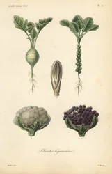 野菜、植物（Plantes legumieres