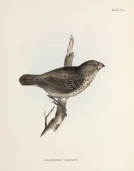 ベジタリアンフィンチ、ガラパゴス諸島、1832年～1836年頃