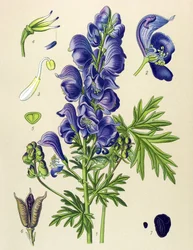 有毒薬用植物：トリカブト（Aconitum napellus）