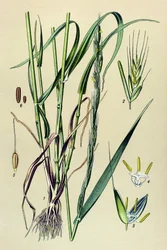 有毒植物（有毒）：酔わせる籾殻（Lolium temulentum）